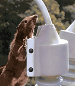 Utility Line Outage & Wildlife Protection